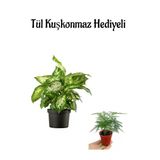 Nura Botanik Difenbahya Bitkisi, Tül Kuşkonmaz Hediyeli, Sevgililer Gününe Özel