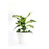 Nura Botanik Difenbahya Çiçeği Fidanı, 20-40cm, Saksılı, Yeşil