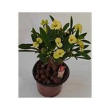 Nura Botanik Dikenler Tacı, 25-35 cm, Saksılı Euphorbia