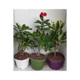 Nura Botanik Dikenler Tacı 3 Adet Saksılı Kaktüs Euphorbia, 15-30 cm