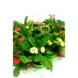 Nura Botanik Dikenler Tacı 3'lü Saksılı Kaktüs Euphorbia, 5-35 cm