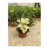 Nura Botanik Dikenler Tacı Beyaz Çiçekli Saksılı Kaktüs Euphorbia, 15-45 cm
