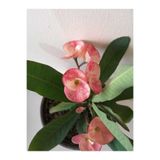 Nura Botanik Dikenler Tacı Çiçeği, 15-45 cm, Saksılı Euphorbia