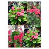 Nura Botanik Dikenler Tacı Çiçeği, 3 Adet, Pembe Renk, 10-20 cm, Tüplü, Euphorbia milii
