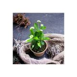 Nura Botanik Dikenler Tacı Çiçeği, Beyaz, 25-40 cm, Saksılı Mega Boy Euphorbia