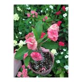 Nura Botanik Dikenler Tacı Çiçekli İthal Tayland Euphorbia, 30-40 cm, Saksılı, Pembe