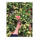Nura Botanik Dikenler Tacı Çiçekli İthal Tayland Euphorbia Kaktüs, 20-40 cm, Saksılı