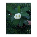 Nura Botanik Dikenler Tacı Çiçekli İthal Tayland Kaktüs Euphorbia, 30-60 cm, Saksılı, Beyaz Çiçek