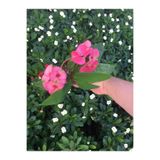 Nura Botanik Dikenler Tacı Çiçekli İthal Tayland Saksılı Euphorbia, 40-55 cm, Pembe