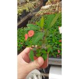 Nura Botanik Dikenler Tacı Çiçekli Saksılı Kaktüs Euphorbia, 25-35 cm, Kırmızı Çiçek