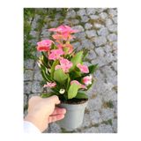 Nura Botanik Dikenler Tacı (Euphorbia), 15-45 cm, Saksılı, Pembe