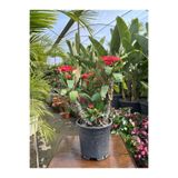 Nura Botanik Dikenler Tacı (Euphorbia), 25-40 cm, Saksılı Kaktüs, Kırmızı Çiçekli