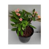 Nura Botanik Dikenler Tacı (Euphorbia), 32-45 cm, Saksılı, Pembe Çiçekli