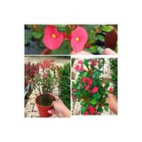 Nura Botanik Dikenler Tacı Euphorbia, Saksılı, Büyük Boy 35-60 cm, Kırmızı