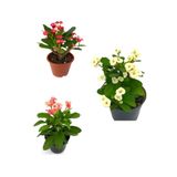 Nura Botanik Dikenler Tacı Milli Kırmızı-beyaz-pembe Renk 3 Adet Saksılı 10-20cm Euphorbia