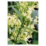 Nura Botanik Doğal Bahçe Kokusu Melisa Çiçeği, 30-50 cm, Saksıda, Cestrum Nocturnum