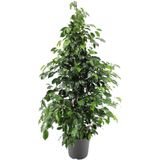 Nura Botanik Dolgun Benjamin Ficus Bitkisi 1 Adet Saksılı/ Tüplü 80-110cm Iç Mekan Salon Ofis Bitkisi