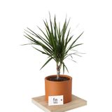 Nura Botanik Dracaena Marginata Tek Gövdeli 50-60 cm, Turuncu Saksı