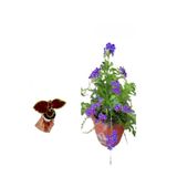 Nura Botanik Duranda Ağaç Menekşesi Çiçeği, Saksılı, 30-60 cm, Çok Renkli