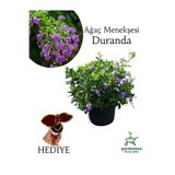 Nura Botanik Duranda Mor Ağaç Menekşesi Çiçeği, 30-60 cm Saksılı, Çok Renkli