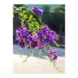 Nura Botanik Duranta Çalısı Ağaç Menekşesi Fidanı, 35-40 cm, 1 Adet Saksılı/Tüplü, Mor
