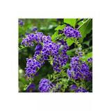 Nura Botanik Duranta Erecta Ağaç Menekşesi Fidanı, 80-120 cm, Saksılı, Mor