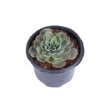 Nura Botanik Echeveria Elegance Eşeverya Sukulent, 12,5 cm Saksı, XXL