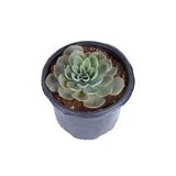 Nura Botanik Echeveria Elegance Eşeverya Sukulent, 12,5 cm Saksı, XXL