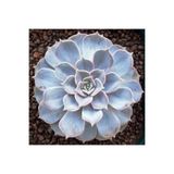 Nura Botanik Echeveria Lilacina Var Sukulent Bitki, Mavi Gri, 5.5cm Saksı