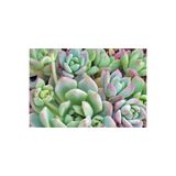 Nura Botanik Echeveria Profilicea Sukulent Bitki, 5.5cm Saksı