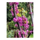 Nura Botanik Erguvan Ağacı Fidanı, 1 Adet, Saksılı/Tüplü, 50-70 cm, Çok Renkli