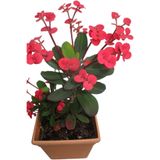 Nura Botanik Euphorbia Bodur Dikenler Tacı Prenses Pembe Mini Boy 7.5cm Fide