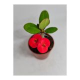 Nura Botanik Euphorbia, İri Kırmızı Çiçek Açan, 5-7 cm, Saksılı