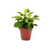 Nura Botanik Euphorbia Milii Dikenler Tacı Çiçekli Kaktüs, 15 cm, 10 cm Saksı, Bitki Besini Hediyeli
