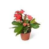 Nura Botanik Euphorbia Milii Dikenler Tacı Çiçekli Kaktüs, 20 cm, Kırmızı