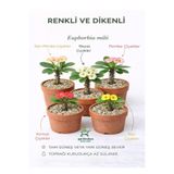 Nura Botanik Euphorbia Milii Kaktüs, 15-25 cm, 5 Farklı Renk Saksılı Set
