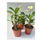 Nura Botanik Euphorbia Milii Sarı Çiçeği, 3 Adet, 8.5cm Saksıda