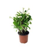 Nura Botanik Euphorbia Milii White Dikenler Tacı Beyaz Ev Ofis Salon Iç Mekan Bitkisi - 25 Cm