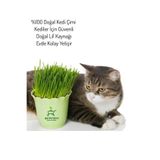 Nura Botanik Evde Saksıda Kedi Çimi, 15-20 cm Filizli Kedi Otu, 1 Adet Potta