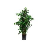 Nura Botanik Ficus Benjamin Salon Bitkisi, 60-100cm, Yeşil