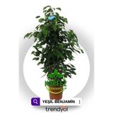 Nura Botanik Ficus Benjamin Yeşil Yapraklı Canlı Ev ve Ofis Bitkisi, 105 cm Yükseklik, 20 cm Saksı