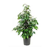 Nura Botanik Ficus Benjamina Danielle Benjamin Bitkisi, 90 cm, Yeşil