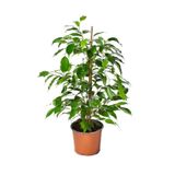 Nura Botanik Ficus Benjamina Salon Ofis Bitkisi, Yeşil, 30-60 cm, 1 Adet
