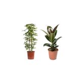 Nura Botanik Ficus Elastica 60-80 cm, Shefflera 100-120 cm Tek Gövdeli