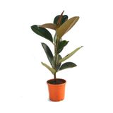 Nura Botanik Ficus Elastica Robusta Yeşil Yaprak Kauçuk Ev Ofis Bitkisi, 20-45 cm