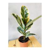 Nura Botanik Ficus Elastica Tineke Alacalı Kauçuk Bitkisi, Variegata, 30cm