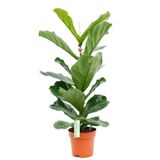 Nura Botanik Ficus Lyrata Keman Yapraklı Kauçuk Bitkisi 50 - 60 Cm
