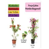 Nura Botanik Fırça Çalısı, Pembe Begonvil, Itır Çiçeği Hediyeli, 3'lü Set