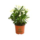 Nura Botanik Formlu Beyaz Renk Euphorbia Dikenler Tacı, 20-25 cm
