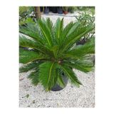Nura Botanik Formlu Cycas Revoluta Sikas Japon Sago Palmiyesi 80-100cm Canlı İç Dış Mekan Bitkisi